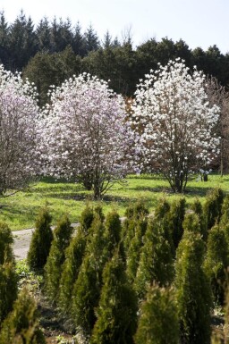 Magnolia x loebneri 'Merrill' hoogstam