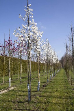 Magnolia x loebneri 'Merrill' hoogstam