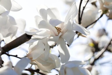 Magnolia x loebneri 'Merrill' hoogstam