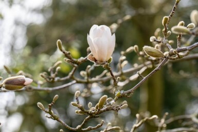 Magnolia x loebneri 'Merrill' hoogstam