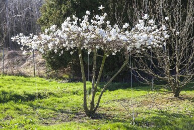 Magnolia x loebneri 'Merrill' meerstammig 250-300