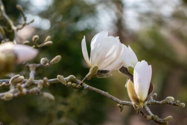 Magnolia x loebneri 'Merrill' meerstammig 250-300