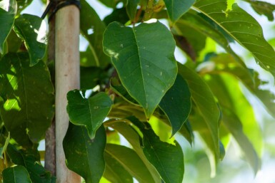 Magnolia x soulangeana hoogstam 8/10