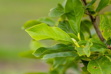 Magnolia x soulangeana hoogstam 8/10