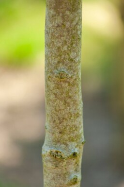 Magnolia x soulangeana hoogstam 8/10