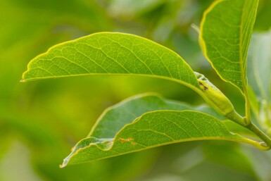 Magnolia x soulangeana meerstammig 200-250