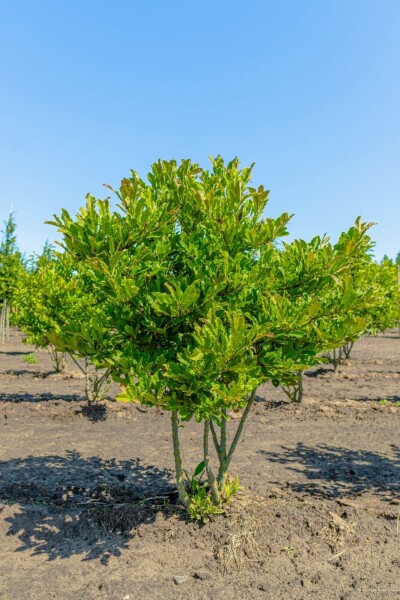 Magnolia stellata meerstammig 200-250
