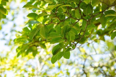Magnolia stellata meerstammig 200-250