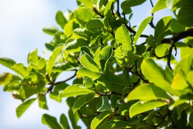 Magnolia stellata meerstammig 200-250