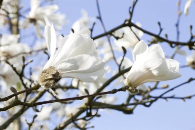 Magnolia stellata meerstammig 200-250