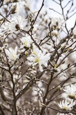 Magnolia stellata meerstammig 200-250