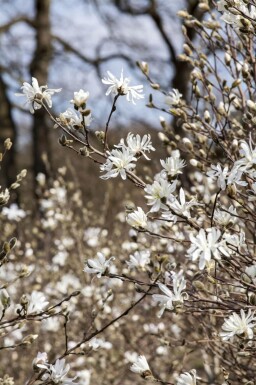 Magnolia stellata meerstammig 200-250