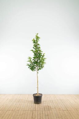 Magnolia 'Susan' hoogstam 14/16