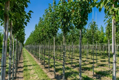 Magnolia 'Susan' hoogstam 14/16