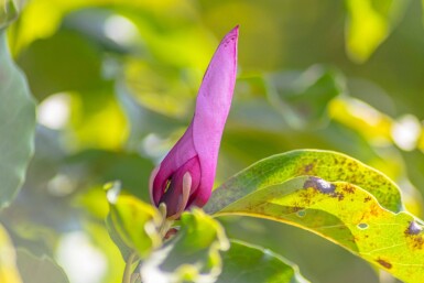 Magnolia 'Susan' hoogstam 14/16