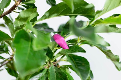 Magnolia 'Susan' hoogstam 14/16