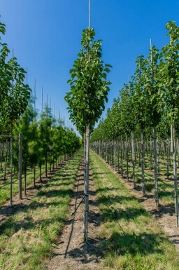 Magnolia 'Susan' hoogstam 14/16