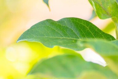 Magnolia 'Susan' meerstammig 200-250