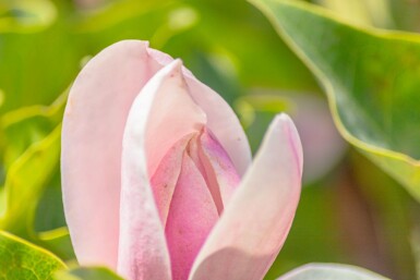 Magnolia 'Susan' meerstammig 200-250