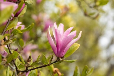 Magnolia 'Susan' meerstammig 200-250