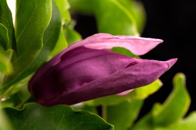 Magnolia 'Susan' meerstammig 200-250