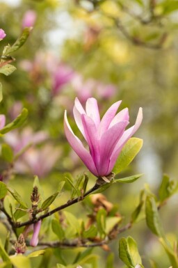 Magnolia 'Susan' meerstammig 200-250