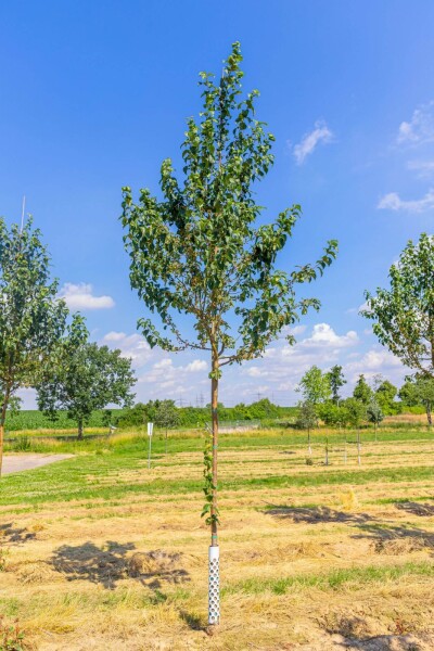 Malus baccata 'Street Parade' hoogstam 16/18