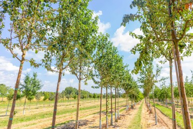 Malus baccata 'Street Parade' hoogstam