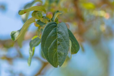 Malus baccata 'Street Parade' hoogstam 16/18
