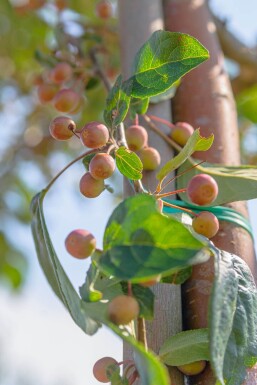Malus baccata 'Street Parade' hoogstam 16/18