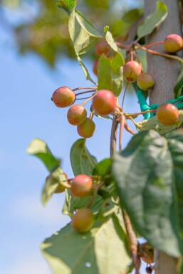 Malus baccata 'Street Parade' hoogstam 16/18