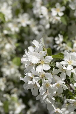Malus baccata 'Street Parade' hoogstam 16/18