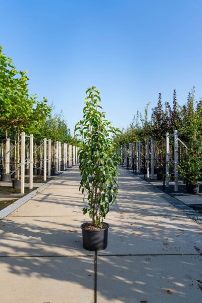 Malus baccata 'Street Parade' meerstammig 350-400
