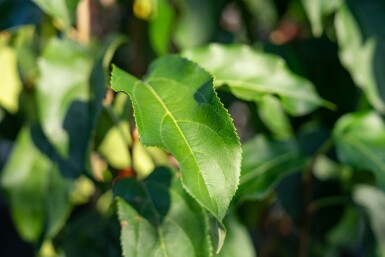 Malus baccata 'Street Parade' meerstammig