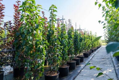 Malus baccata 'Street Parade' meerstammig 350-400