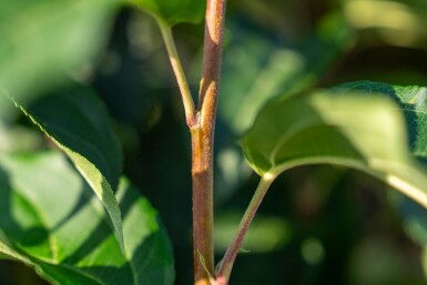 Malus baccata 'Street Parade' meerstammig 350-400