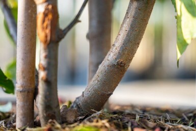 Malus baccata 'Street Parade' meerstammig 350-400