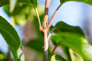 Malus baccata 'Street Parade' meerstammig 350-400
