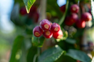 Malus baccata 'Street Parade' meerstammig 350-400