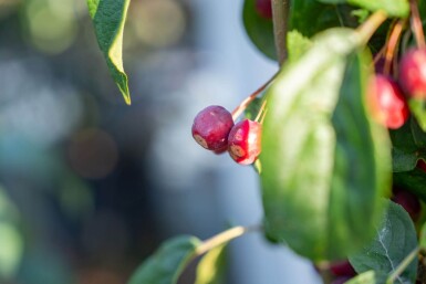 Malus baccata 'Street Parade' meerstammig 350-400