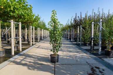 Malus baccata 'Street Parade' meerstammig 350-400