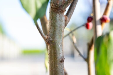 Malus baccata 'Street Parade' meerstammig 350-400