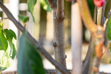 Malus baccata 'Street Parade' meerstammig 350-400