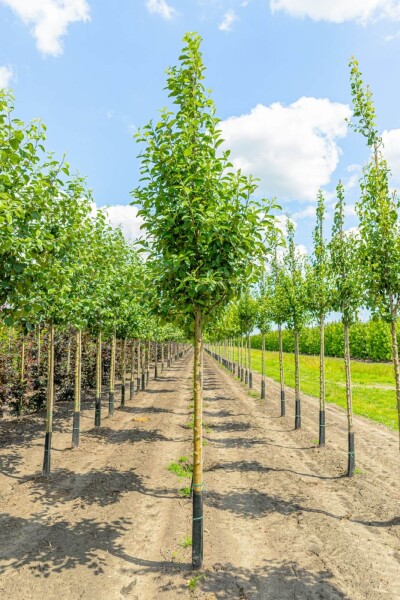 Malus domestica 'Elstar' hoogstam 10/12