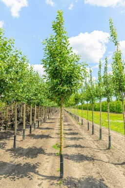 Malus domestica 'Elstar' hoogstam