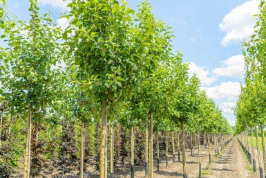 Malus domestica 'Elstar' hoogstam