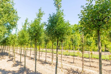Malus domestica 'Golden Delicious' hoogstam 12/14