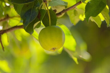Malus domestica 'Golden Delicious' hoogstam 12/14