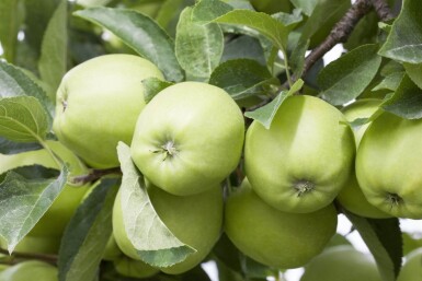 Malus domestica 'Golden Delicious' hoogstam 12/14