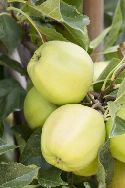 Malus domestica 'Golden Delicious' hoogstam 12/14